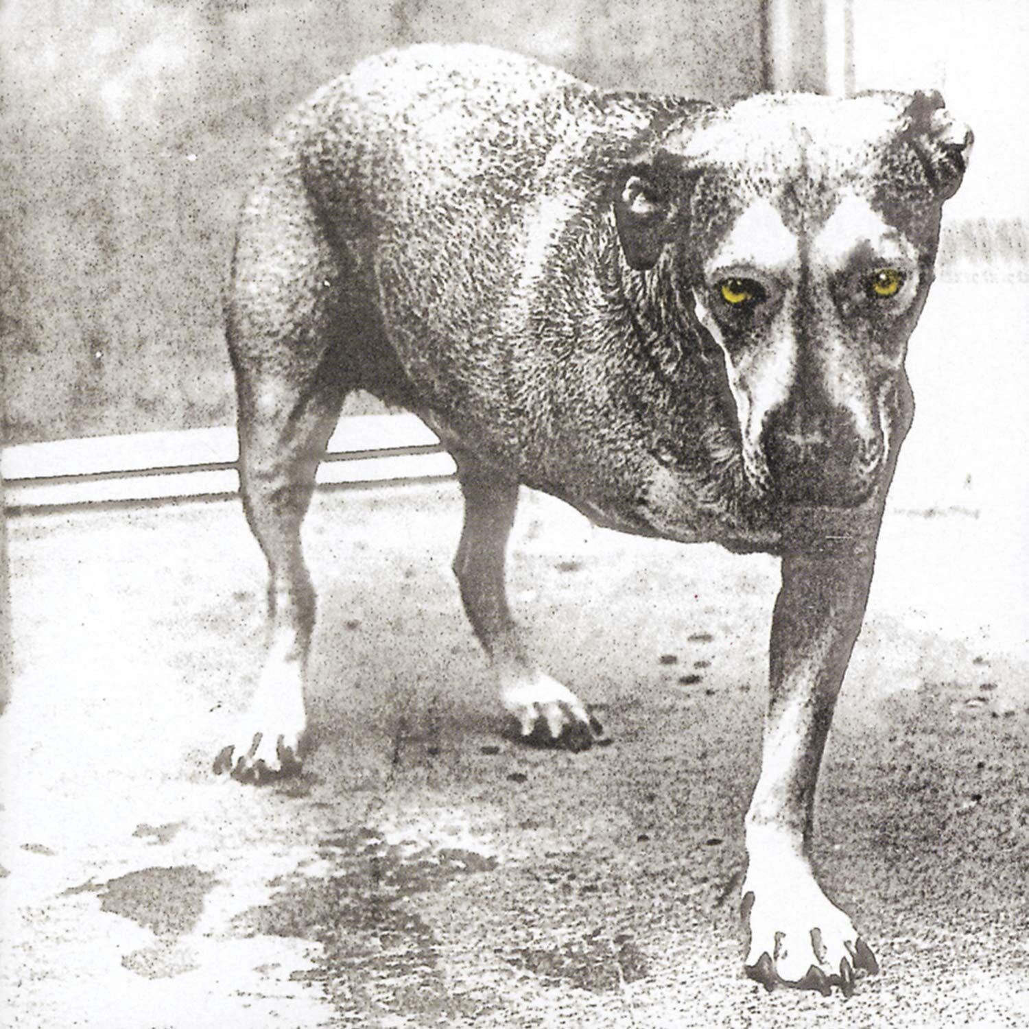 ALICE IN CHAINS - ALICE IN CHAINS (1995) - 2xLP 2026 HIGHLIGHTER YELLOW COLOURED EDITION SIFIR PLAK