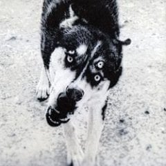 KAFABİNDÜNYA - OBI (2012) - CD SIFIR