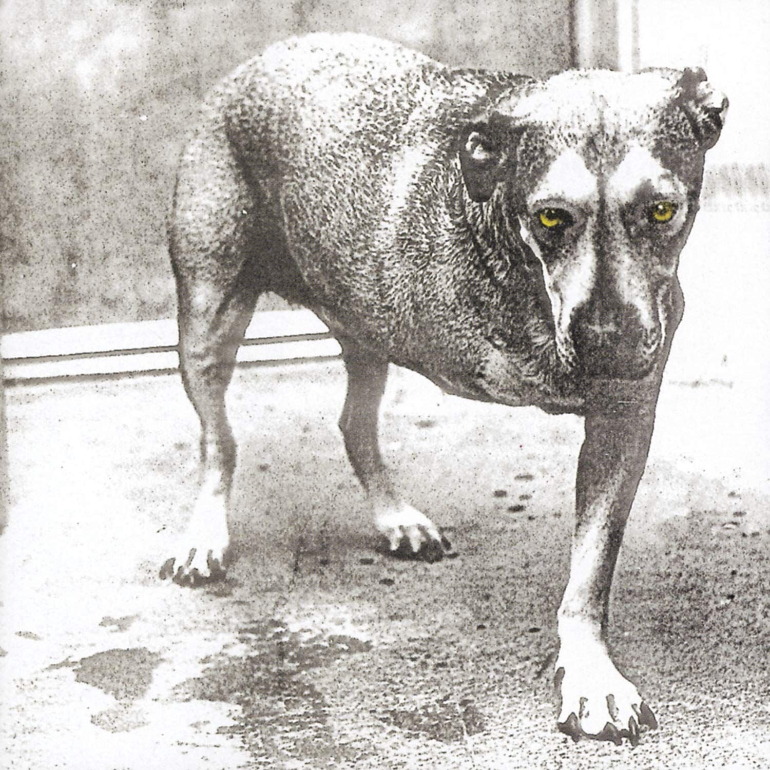 ALICE IN CHAINS - ALICE IN CHAINS (1995) - 2xLP 2026 HIGHLIGHTER YELLOW COLOURED EDITION SIFIR PLAK