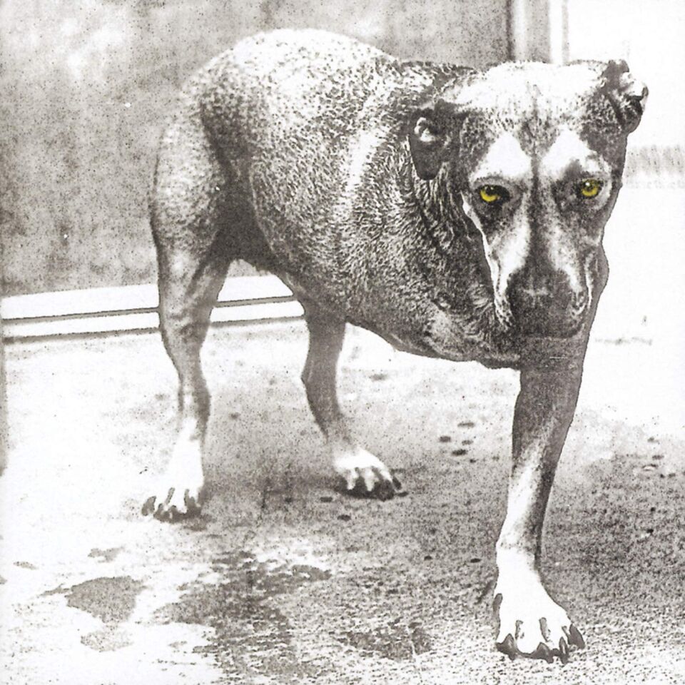 ALICE IN CHAINS - ALICE IN CHAINS (1995) - 2xLP 2026 HIGHLIGHTER YELLOW COLOURED EDITION SIFIR PLAK