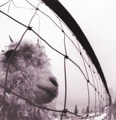 PEARL JAM - VS (1993) - LP LEGACY EDT 180GR GATEFOLD SIFIR